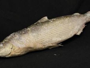 Чир с/м, цена за кг