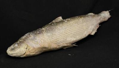 Чир с/м, цена за кг