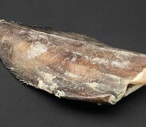 Палтус тушка б/г потр. 0,5-0,1. цена за кг.