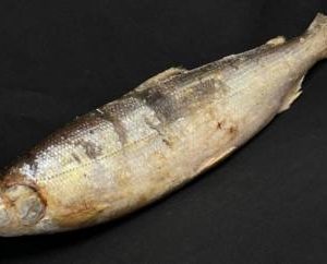 Омуль с/м, (500 гр), цена за кг.