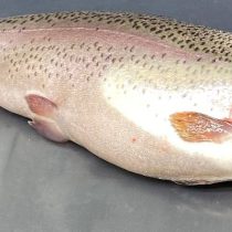 Форель радужная ПОТР. ЗАМ., ср.вес. 1,8 - 2,7 кг, цена за кг.